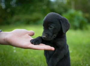 Co znamená sen černého psa? 