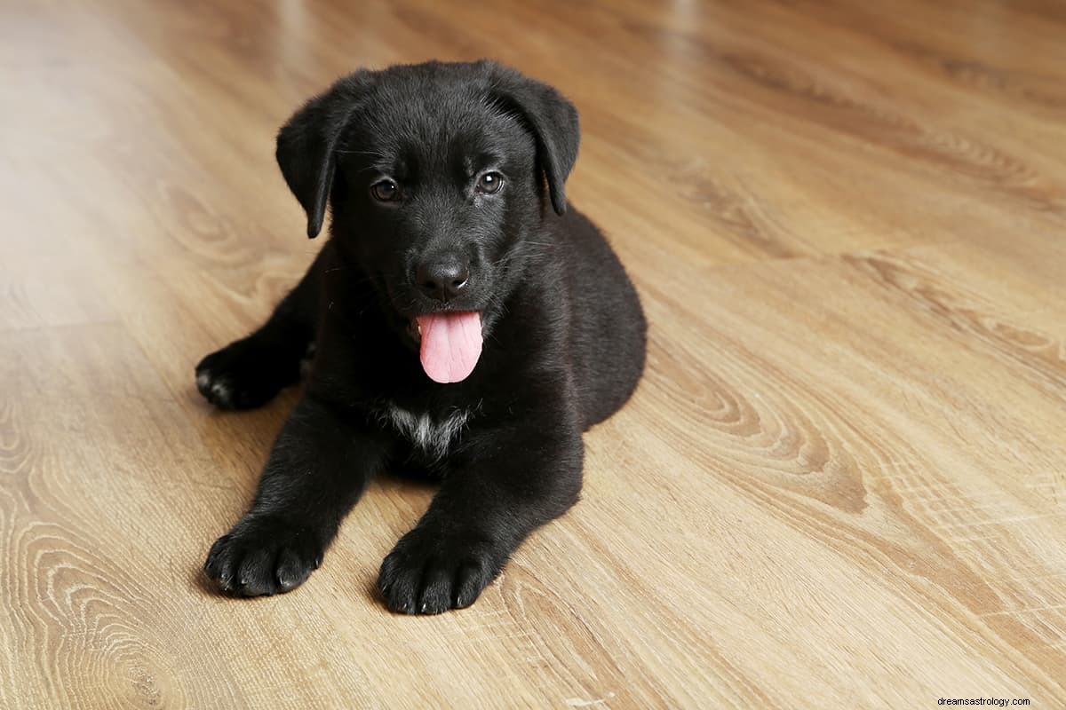 Vad är drömmeningen av en svart hund? 