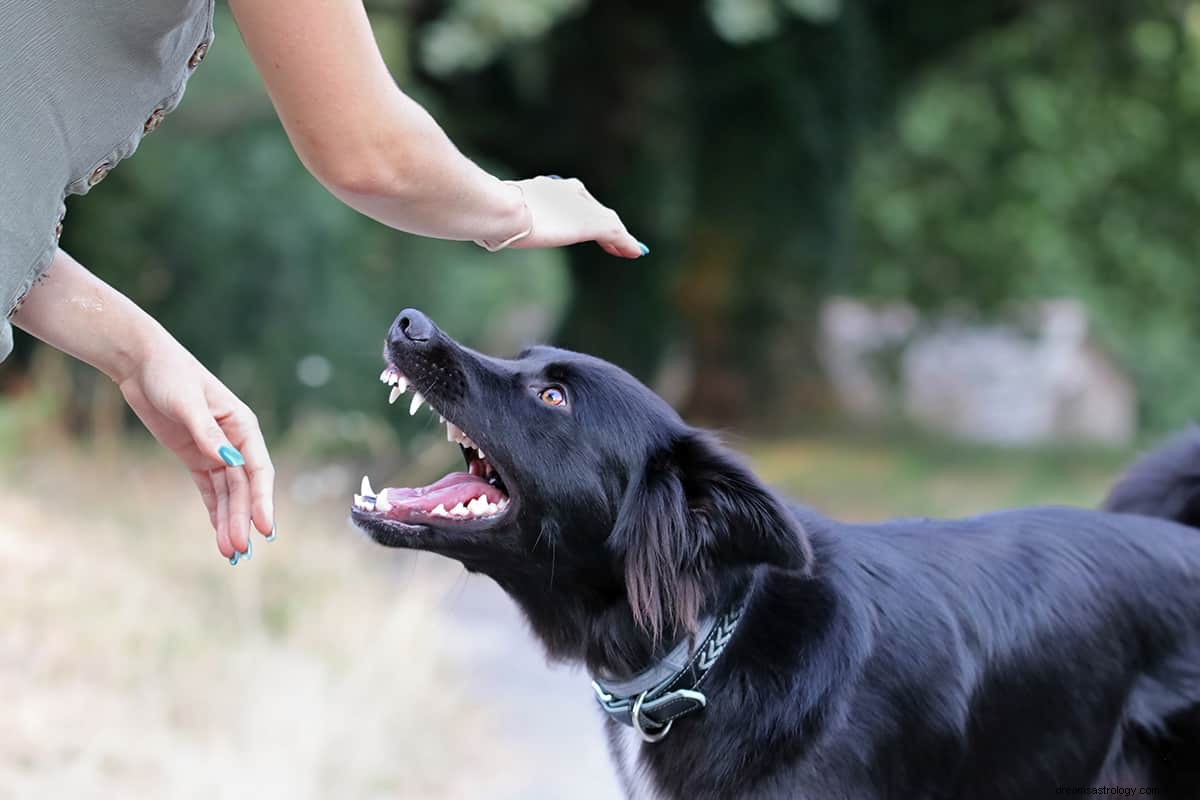 Hva er drømmebetydningen av en svart hund? 