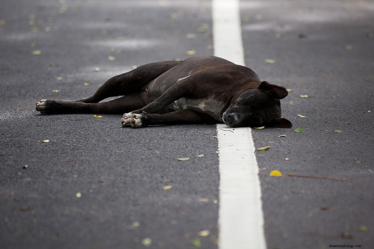 Jakie jest znaczenie snu czarnego psa? 