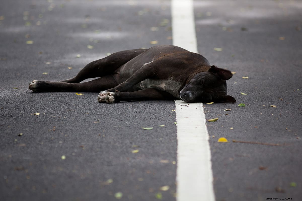 Hvad er drømmebetydningen af ​​en sort hund? 