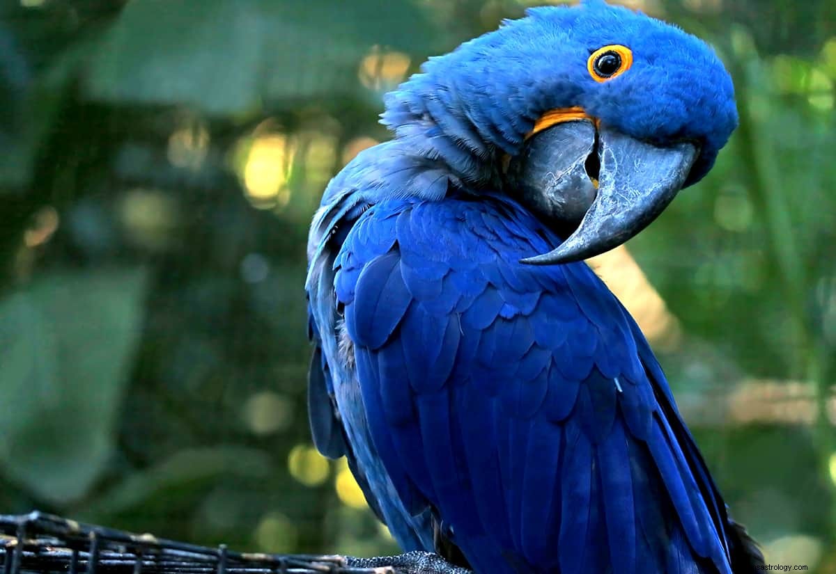 Qual è il significato del sogno di un pappagallo? 