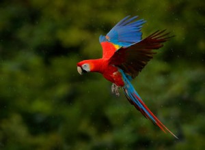 Vad är drömmeningen av en papegoja? 