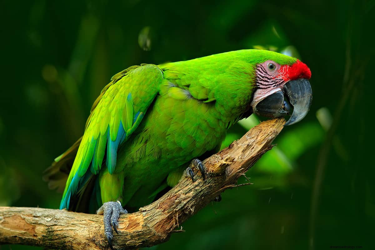 Vad är drömmeningen av en papegoja? 