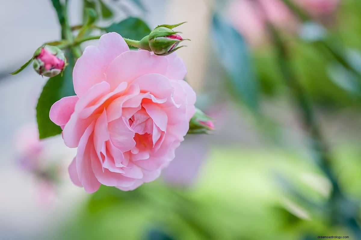 ¿Cuál es el significado de soñar con una rosa? 