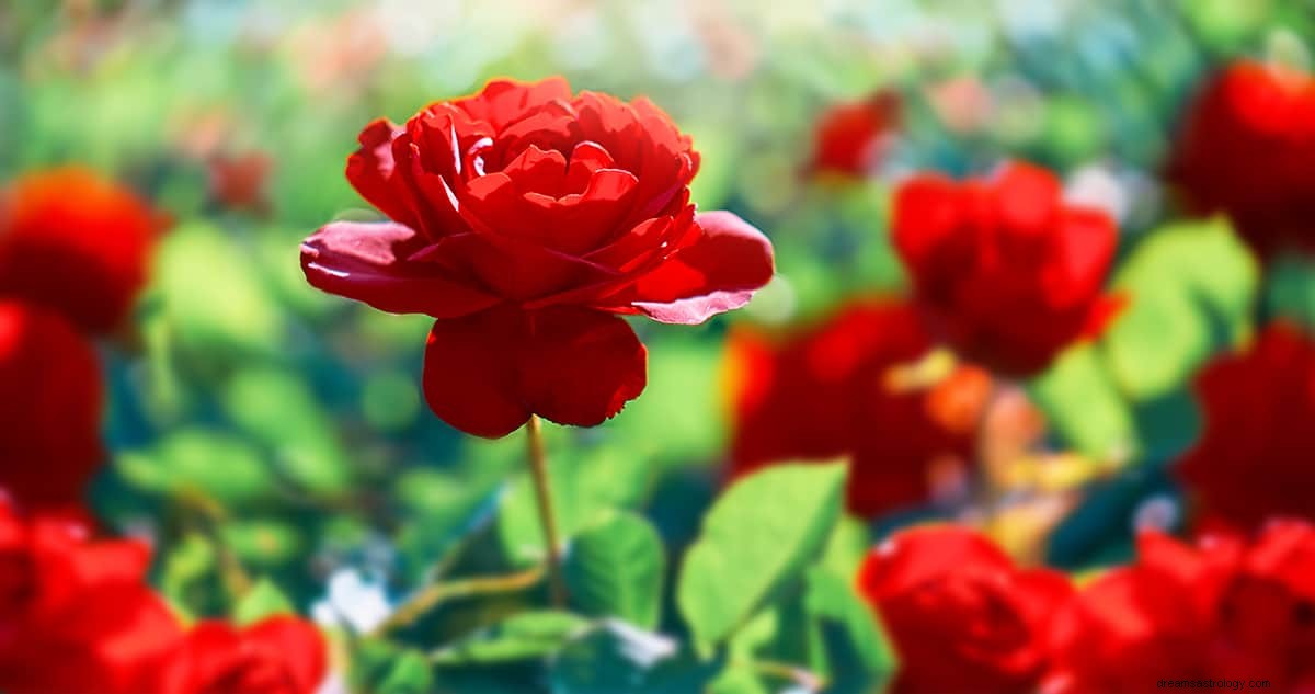 Wat is de droombetekenis van een roos? 