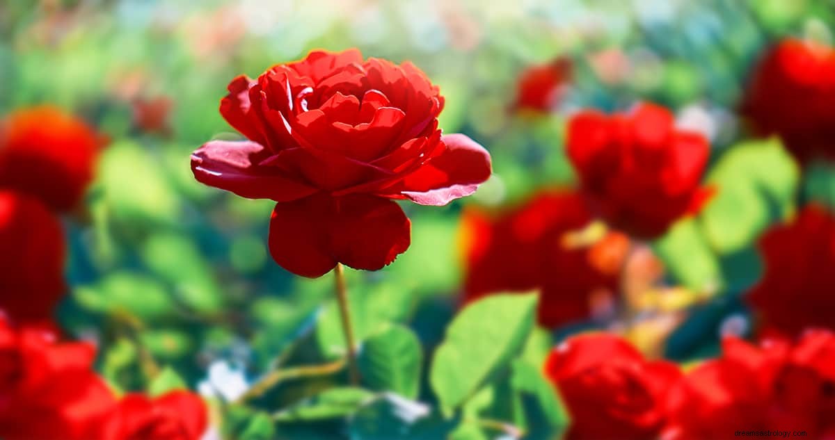 Qual è il significato del sogno di una rosa? 