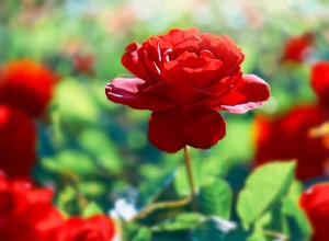 Qual è il significato del sogno di una rosa? 