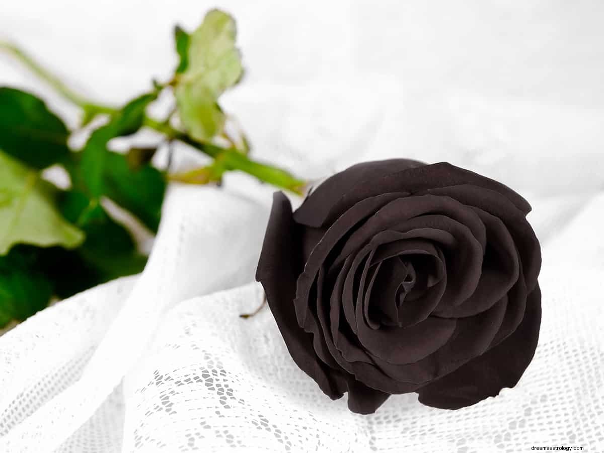 Qual è il significato del sogno di una rosa? 
