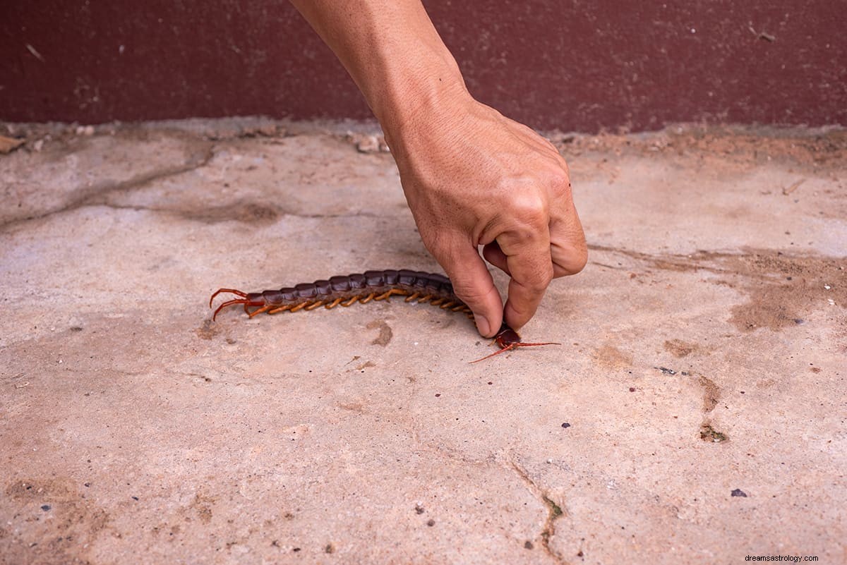 Rêver d un mille-pattes - Signification et interprétation 