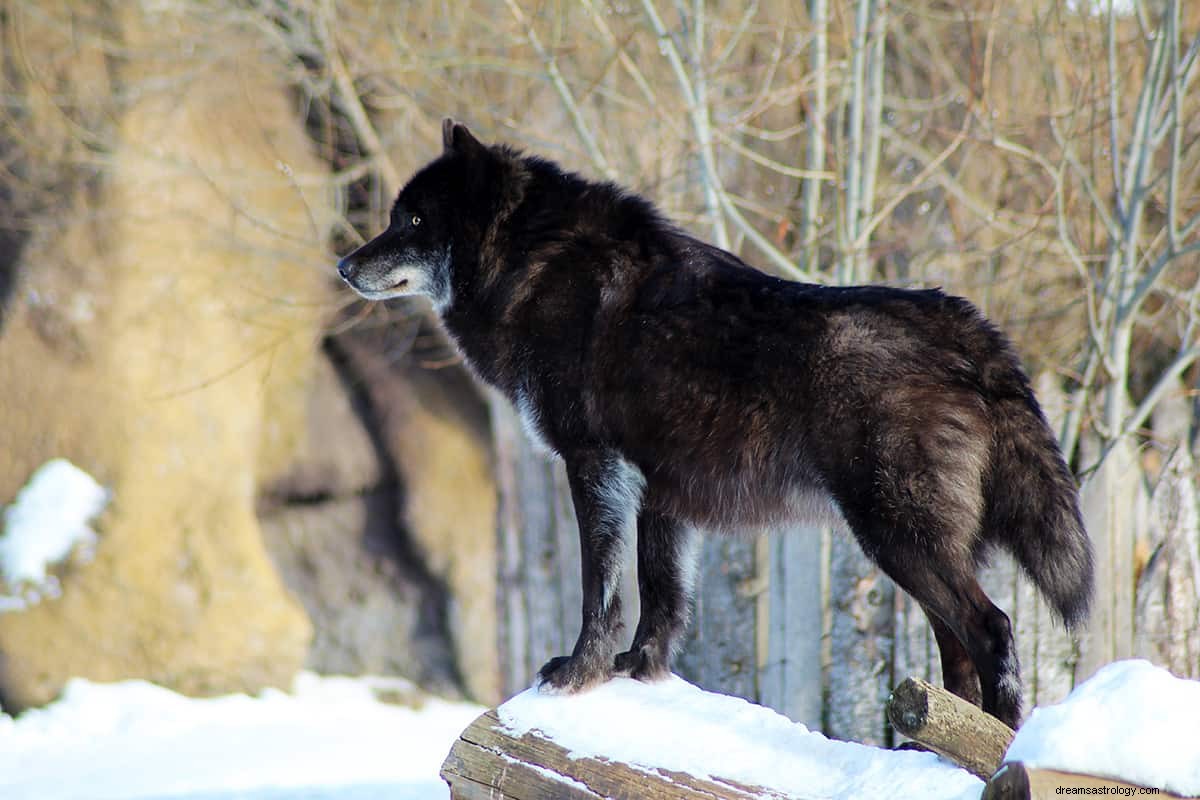 ¿Qué significa soñar con un lobo negro? 