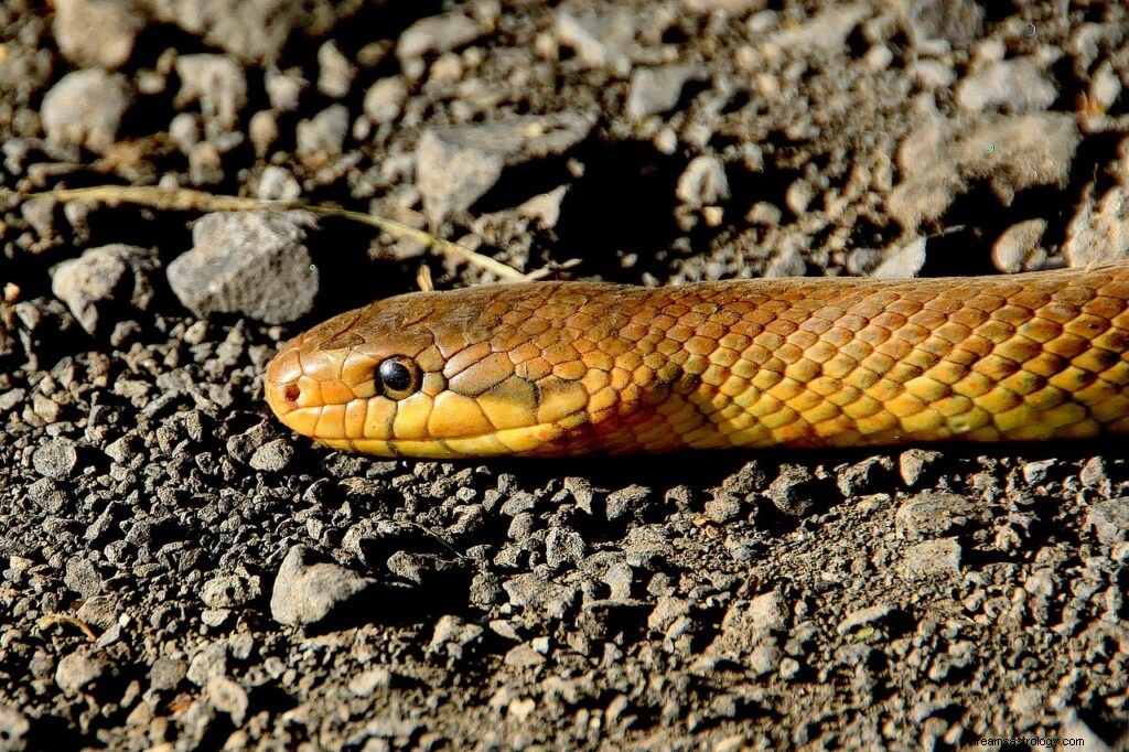 Signification du rêve de serpent 