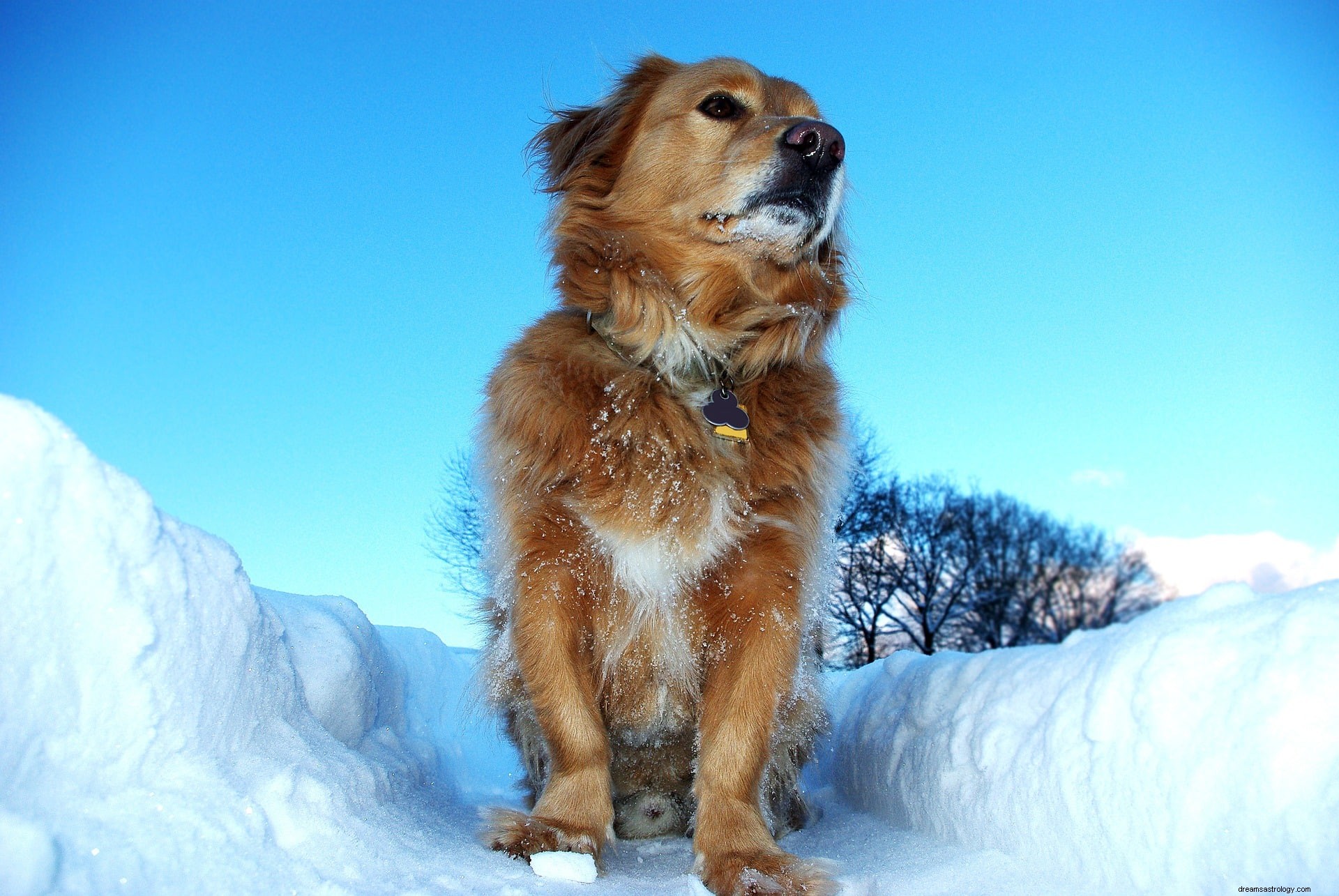 Dog Dream Bedeutung:Ein genauerer Blick auf seine Symbolik 