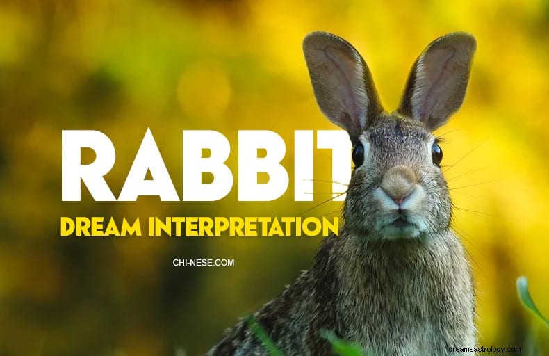 Die 9 häufigsten Träume über Kaninchen und ihre Bedeutung 