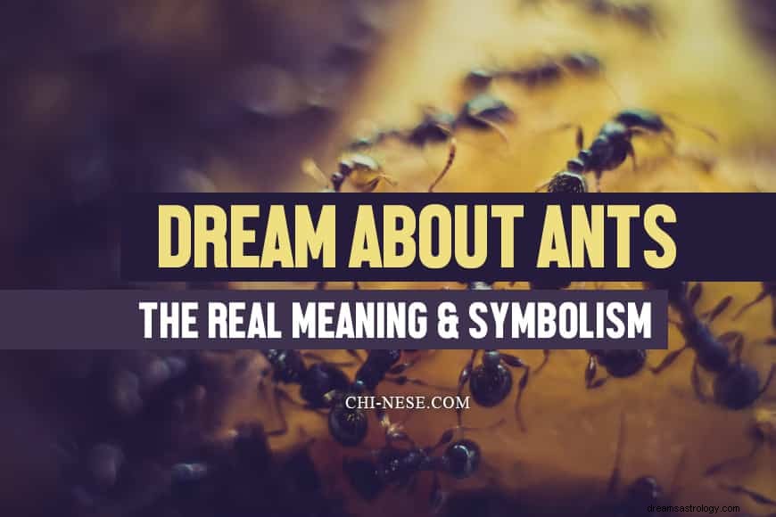 Droom over mieren - de echte betekenis en symboliek van mieren in je droom 