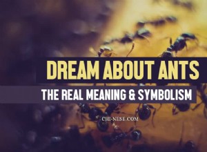 Sen o mravencích – skutečný význam a symbolika mravenců ve vašem snu 