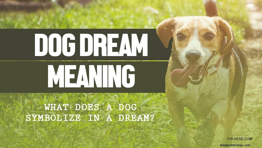 Drøm om en hund – betydning og symbolik bag drømmen 