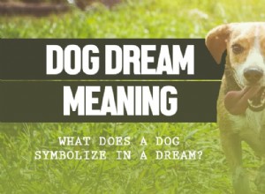 Drøm om en hund – betydning og symbolik bag drømmen 