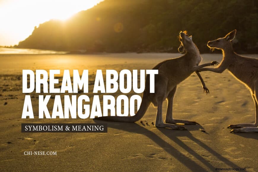 Vad det betyder att drömma om en känguru:Dröm förklarad 