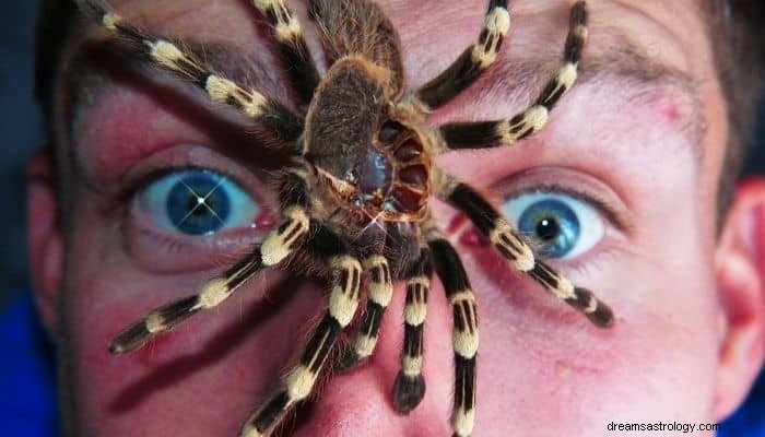 Spider Bite Dream Betydelse &Tolkning:Full av varningar! 
