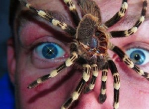Spider Bite Dream Význam a výklad:Plný varování! 