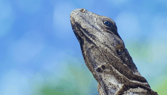 Sonho de lagarto e seu significado:10 interpretações dos sonhos 