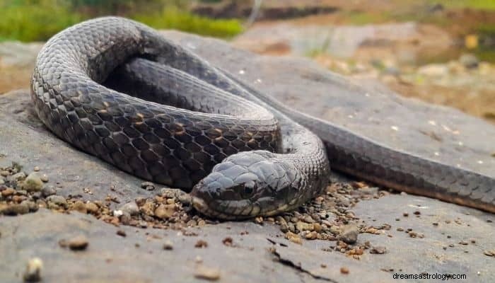 Significado e Interpretação do Sonho da Cobra Negra:Você estava com medo? 