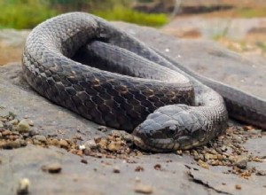 Význam a výklad snu černého hada:Báli jste se? 