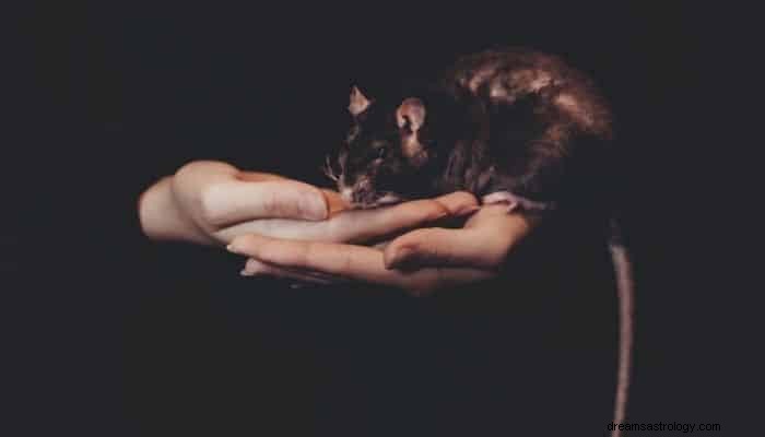 Signification et interprétation des rêves de rat-souris :découvrez le sens ! 