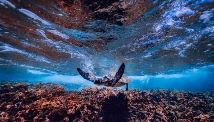 Signification et interprétation cachées des rêves de tortue:10+ scénarios de rêve 