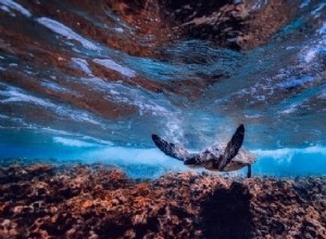 Turtle Dreams Significado oculto e interpretación:más de 10 escenarios de sueños 