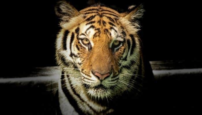 Tigerdrømmens betydning og tolkning:Interessant drøm! 