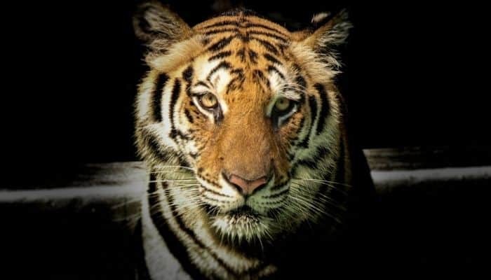 Signification et interprétation du rêve de tigre :Rêve intéressant ! 