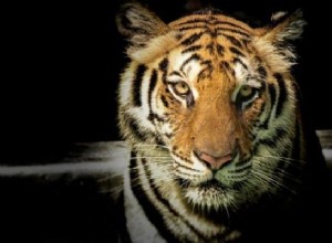 Significado e interpretación del sueño del tigre:¡Sueño interesante! 