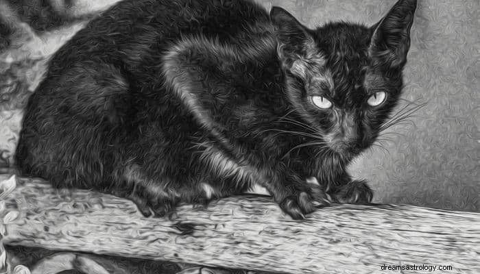 Black Cat Dream Betydning og fortolkning:Uheld? 