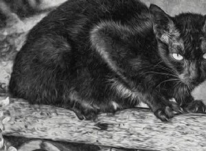 Význam a výklad snu černé kočky:smůla? 
