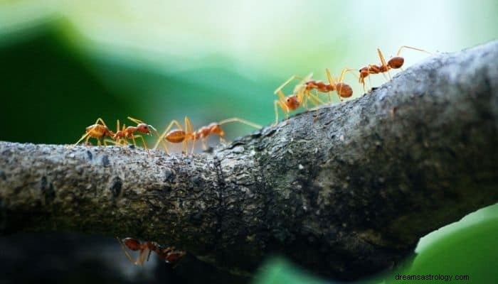 アリの夢の意味と解釈：人生の日常の混乱 