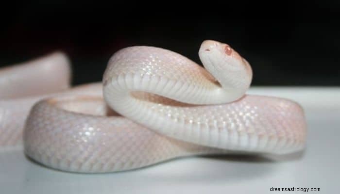 Significato e interpretazione del sogno del serpente bianco:guida dettagliata! 