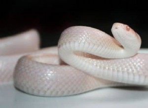 Significado e interpretación del sueño de la serpiente blanca:¡Guía detallada! 