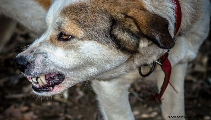 Significato e interpretazione del sogno di un attacco di cane:non correre! 