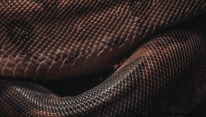 Dead Snake Dream Betydelse och tolkning:Vad ska man övervinna? 