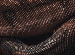 Význam a výklad snu mrtvého hada:Co překonat? 