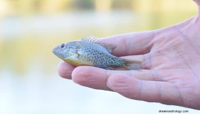 死んだ魚の夢の意味と解釈：チャンスを無駄にしないでください 