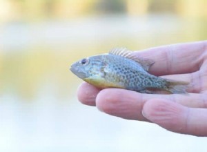 Significado e interpretación de soñar con pez muerto:no desperdicies oportunidades 