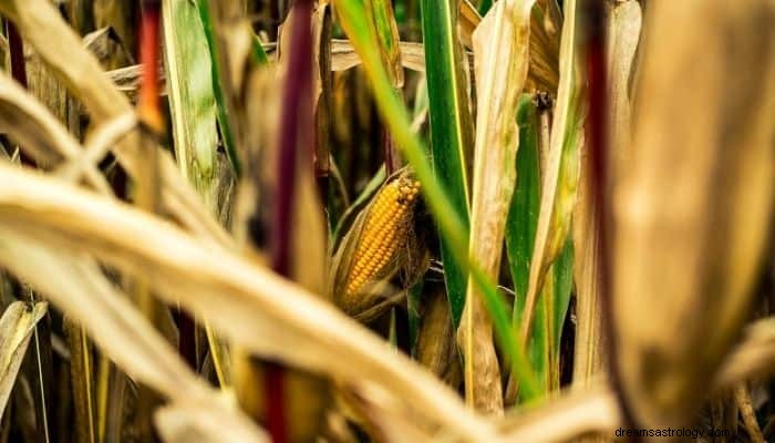 Corn Dream Betekenis en interpretatie:overvloed aan leven 