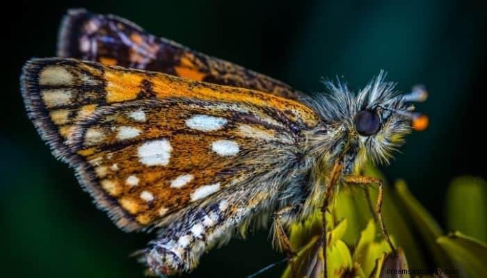 Moth Dream Betydning og fortolkning:Forfærdelige fortolkninger! 