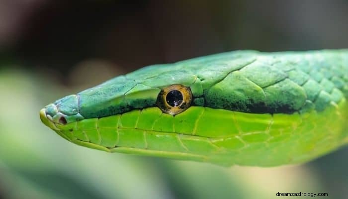 Signification et interprétation du rêve de serpent vert :votre immaturité 