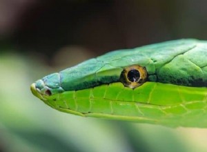 Significado e interpretación del sueño de la serpiente verde:su inmadurez 