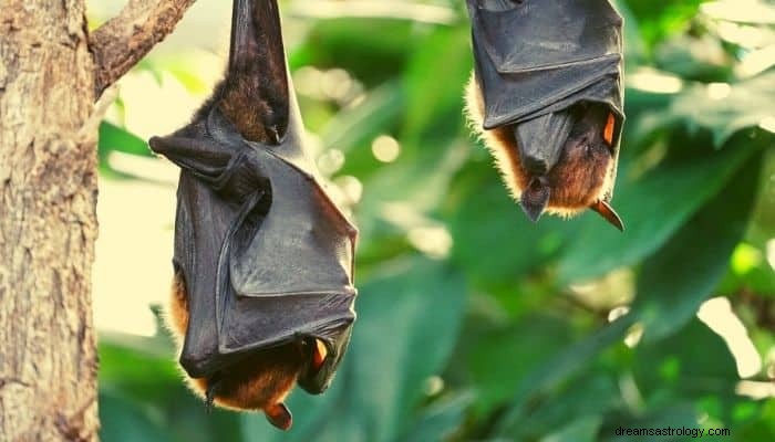 Significato e interpretazione del sogno di pipistrello:essere Batman non incluso 