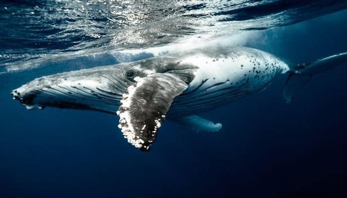 Sueño de Ballena Significado e Interpretación:Hablar y Expresar 